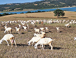 Keçiler Merada Yayılıyorlar